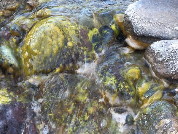 Exemple d'algues proliférant dans un ruisseau alimenté par un glacier. © EPFL / Martina Schön / RIVER